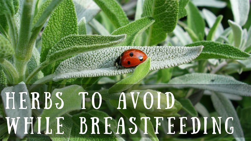 Herbs-to-Avoid-While-Breastfeeding